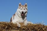 SIBERIAN HUSKY 694
